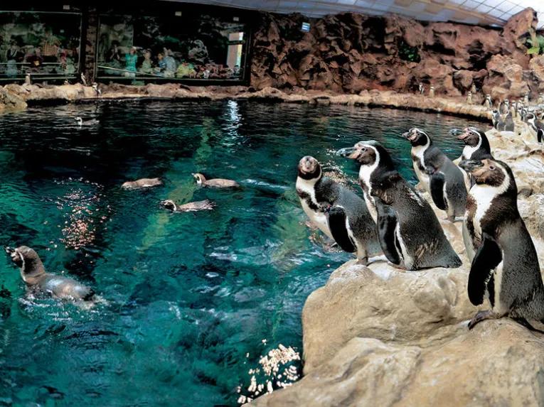 Loro Parque and Siam Park Twin Ticket - Penguins Swimming