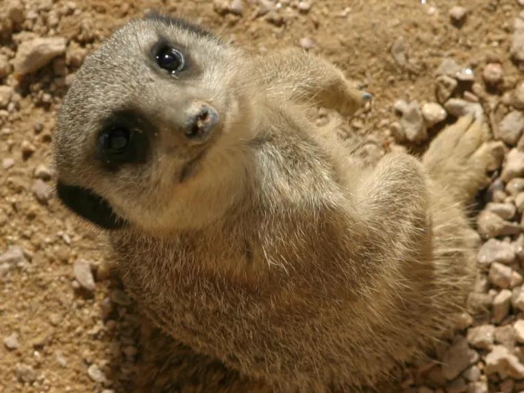 Meet the Meerkats – Experience Voucher