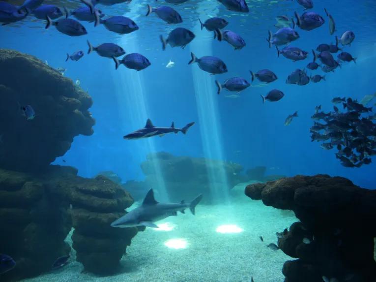 Palma Aquarium