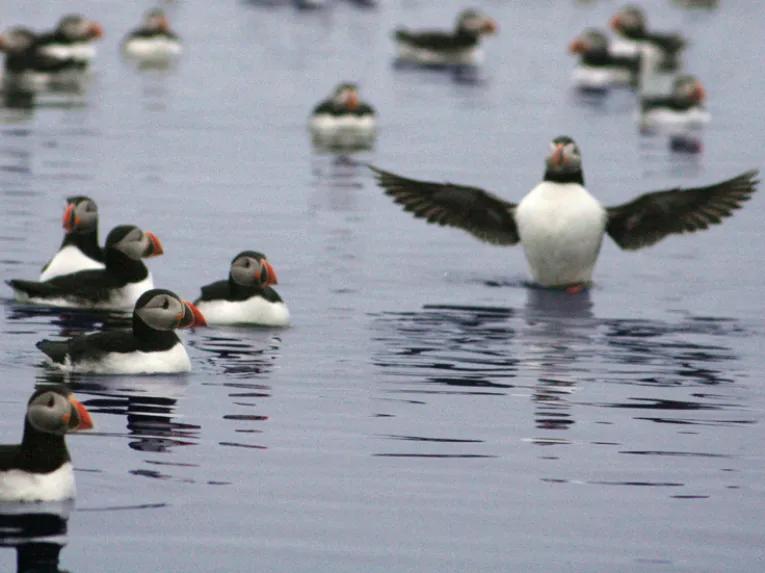 Puffin Watching from Reykjavik