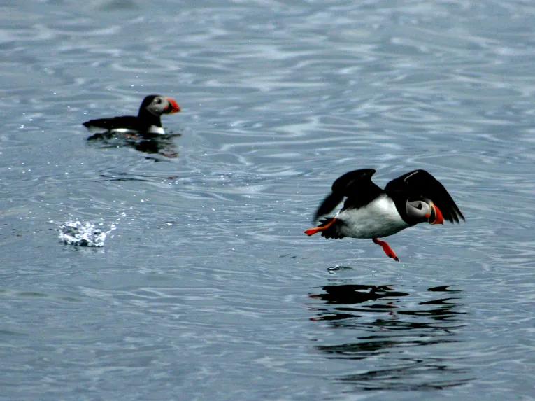 Puffin Watching from Reykjavik