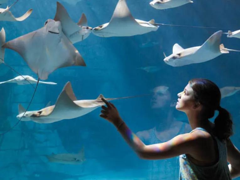 SeaWorld Parks & Entertainment®