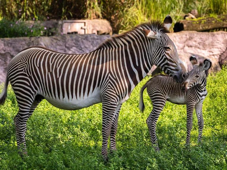 Serengeti Safari at Busch Gardens
