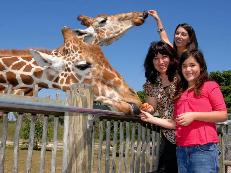 Go Miami Explorer Pass