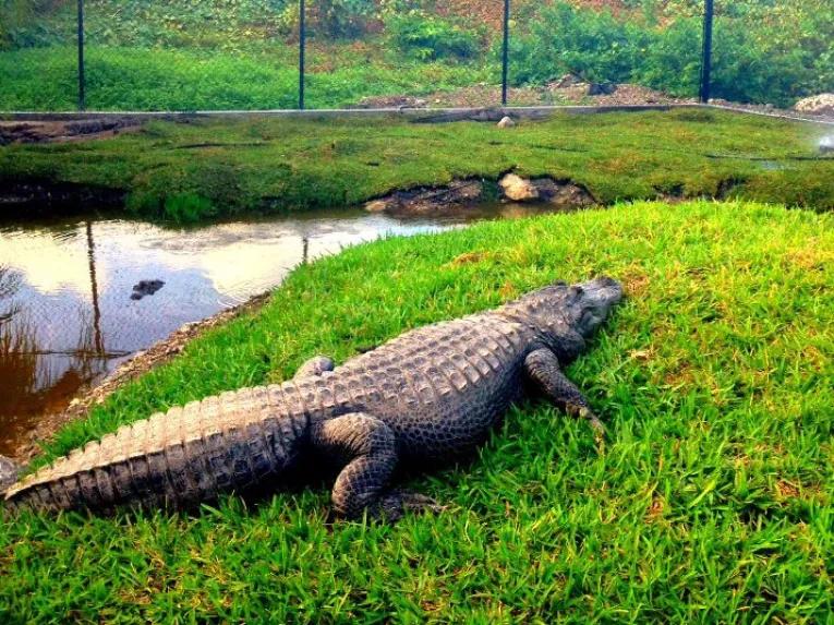 Go Miami Explorer Pass