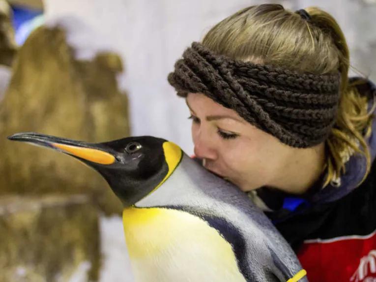 Ski Dubai Penguin Encounter