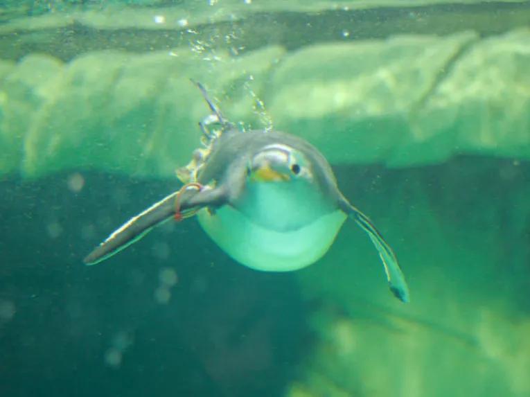 Ski Dubai Penguin Encounter