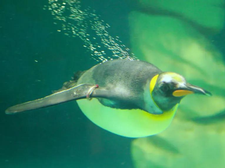 Ski Dubai Penguin Encounter