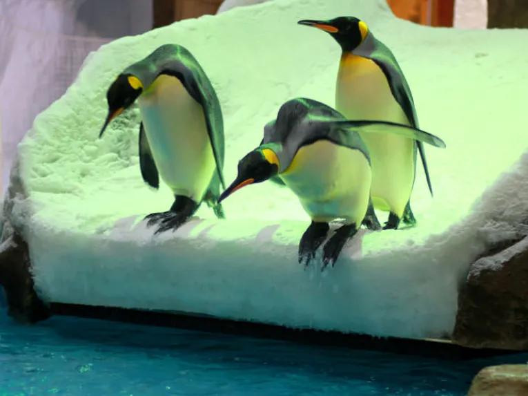 Ski Dubai Penguin Encounter