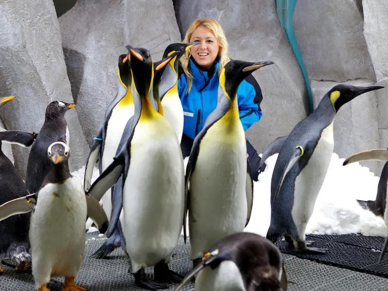 Ski Dubai Penguin Encounter