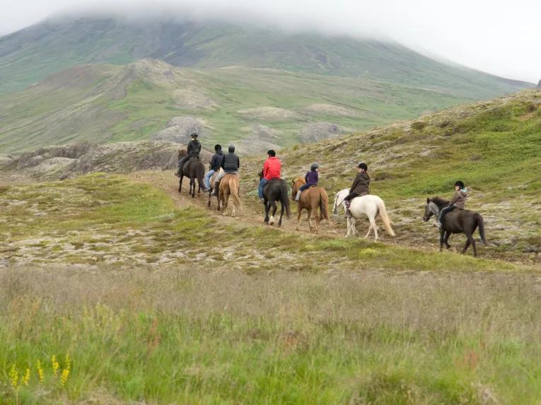The Viking Horse and Golden Circle Afternoon