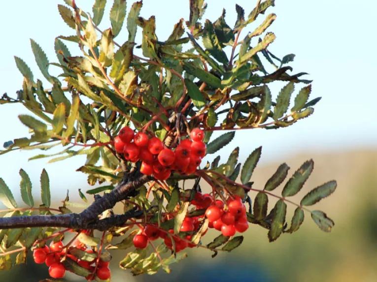 Volcano Hat-trick by SuperJeep