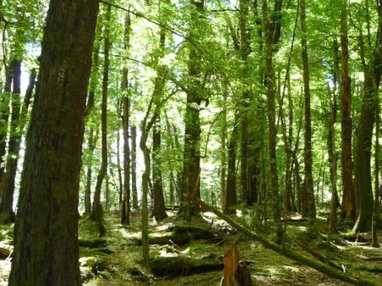Wakatipu Basin Safari of the Scenes 4WD Tour