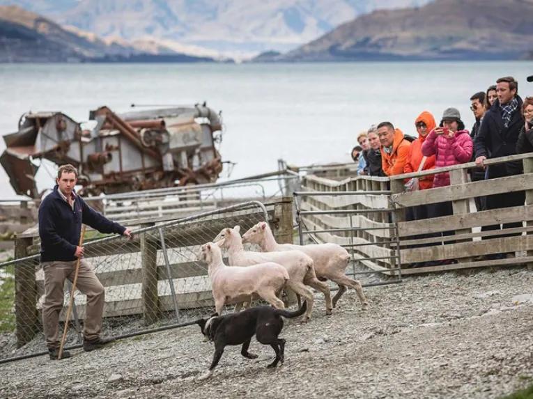 Walter Peak High Country Farm