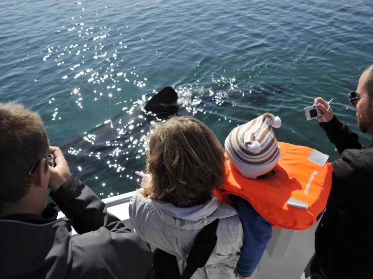 Whale Watching Iceland