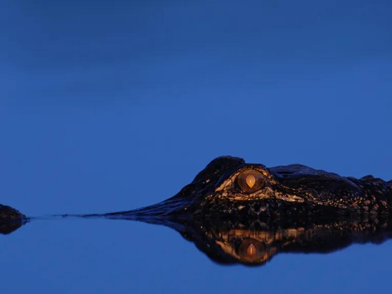 Wild Florida Airboat Night Ride with Gator Park Admission