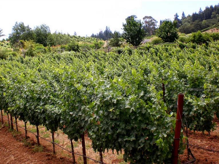 California Wine Country - Half Day Tour to Sonoma from San Francisco 