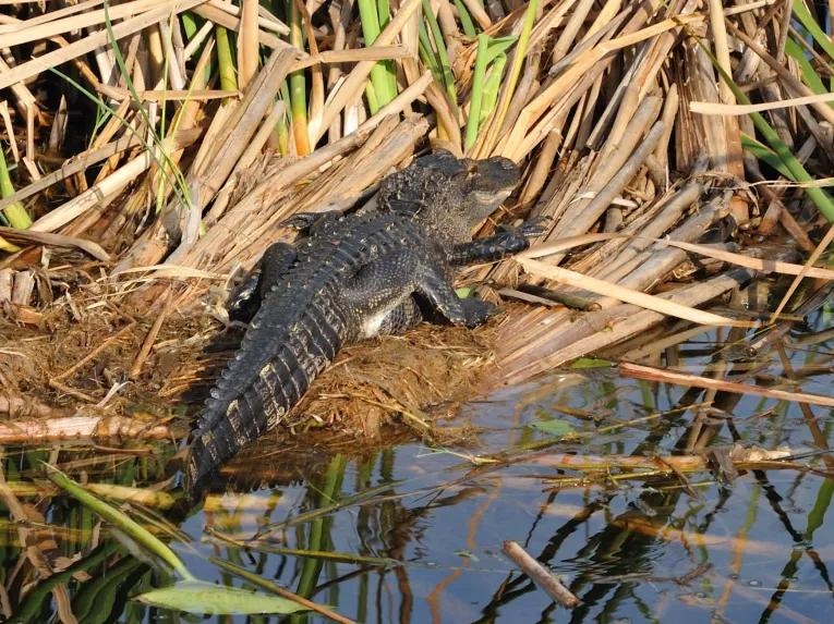 Kennedy Space Center and Airboat Safari Tour