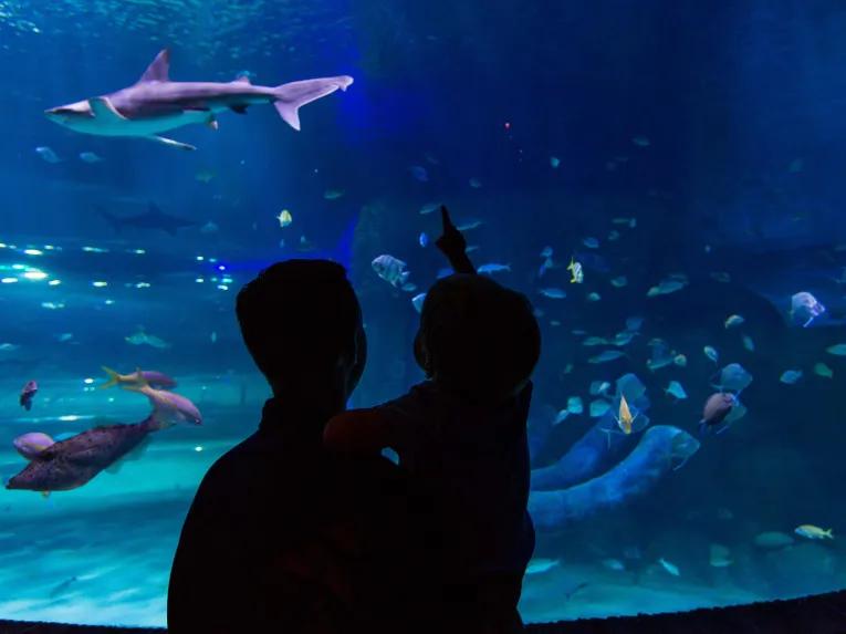 Sea Life Orlando Tickets