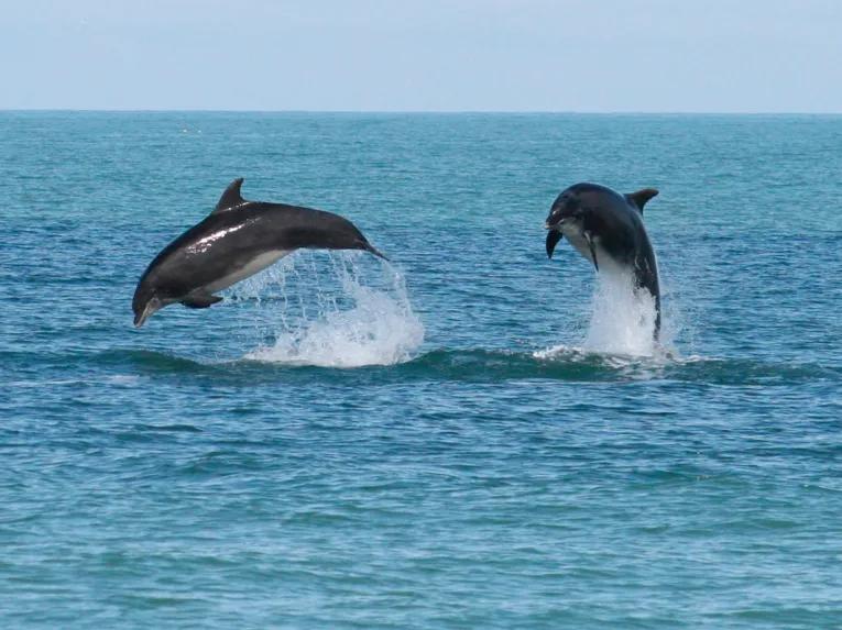 Dolphin Watching for Two - Experience Voucher