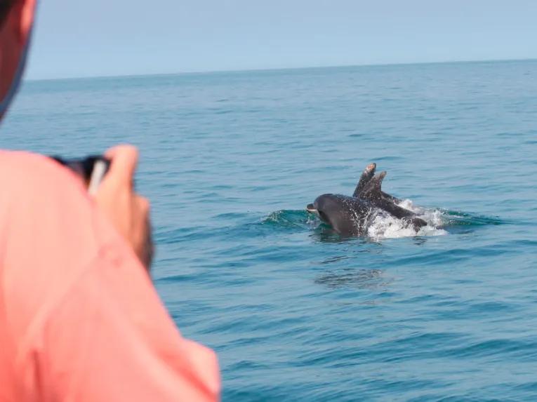 Dolphin Watching for Two - Experience Voucher 