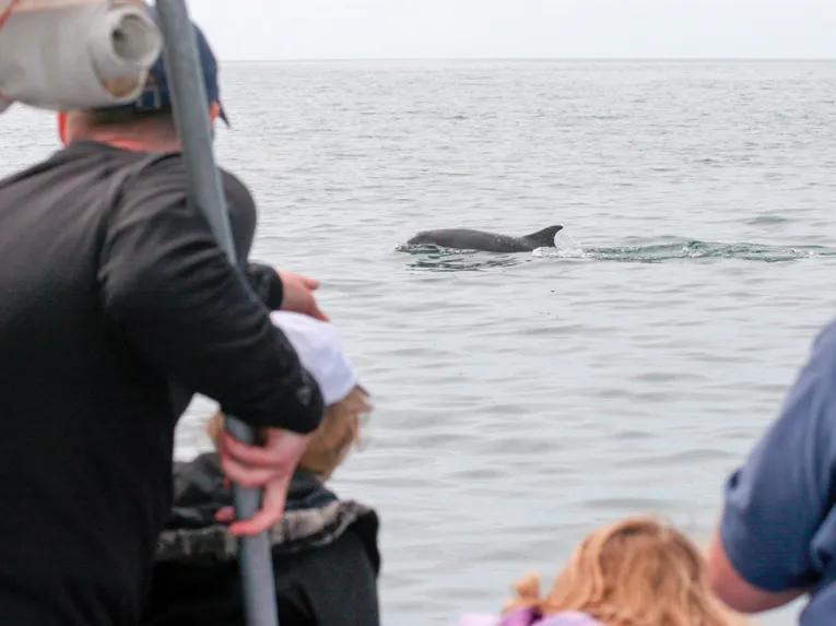 Dolphin Watching for Two - Experience Voucher 