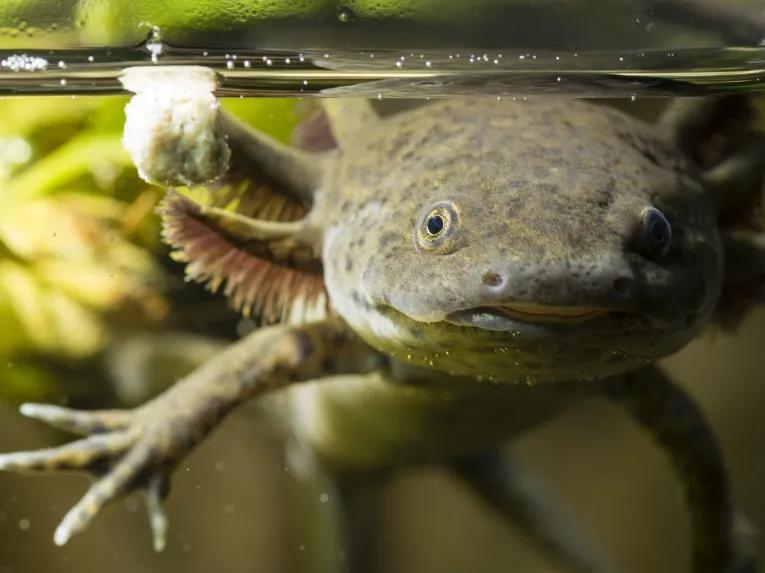 Sea Life Orlando Tickets