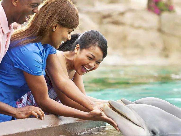 SeaWorld Orlando Dolphin Encounter