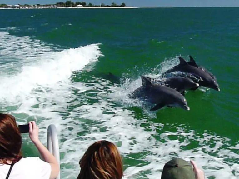 Dolphin Encounter Cruise in Clearwater