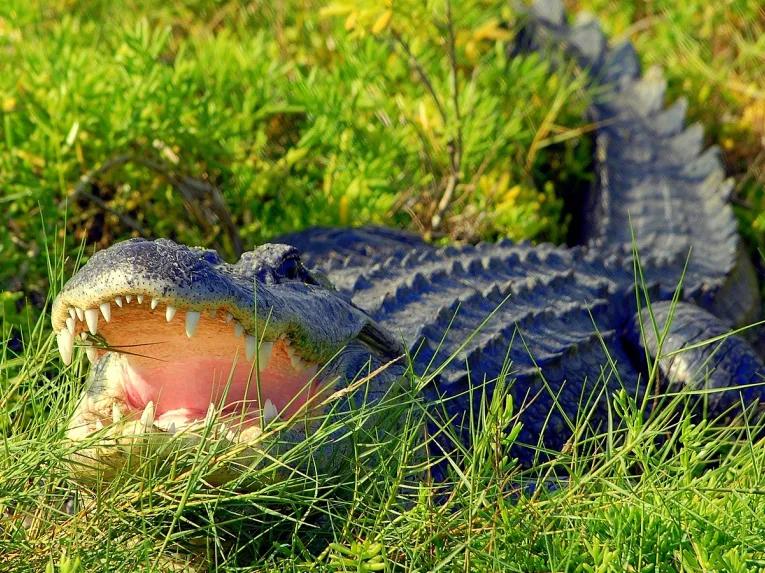 Alligator at Wild Florida Orlando