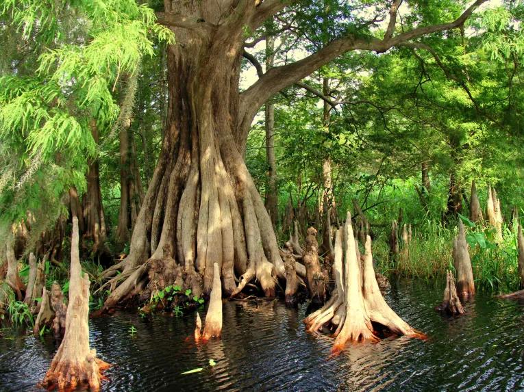 Explore the Central Florida Everglades on the Wild About Florida Tour
