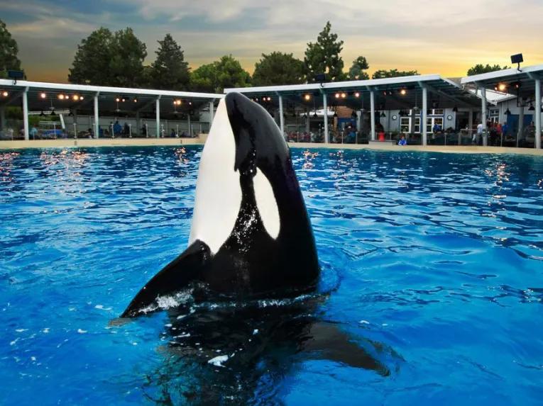 Dine with Killer Whales at SeaWorld Orlando
