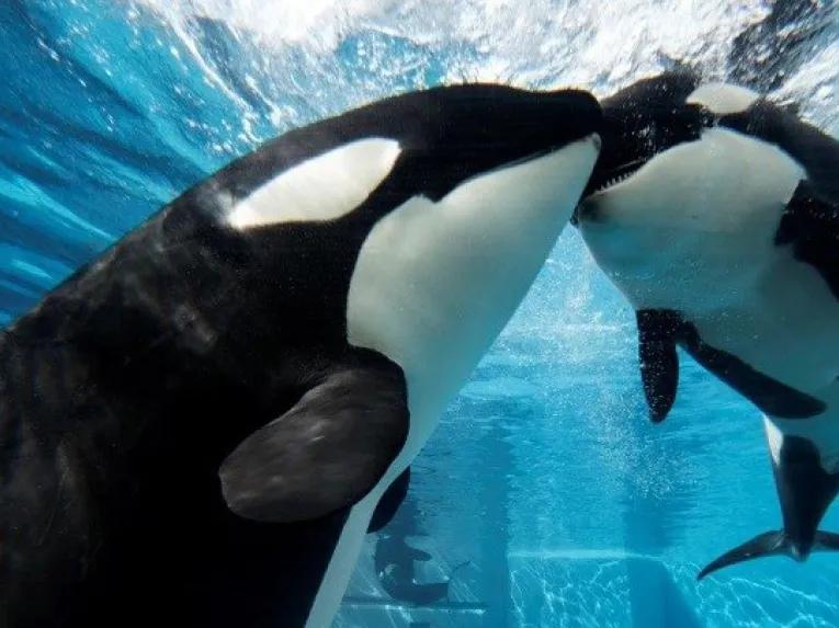 Dine with Killer Whales at SeaWorld Orlando