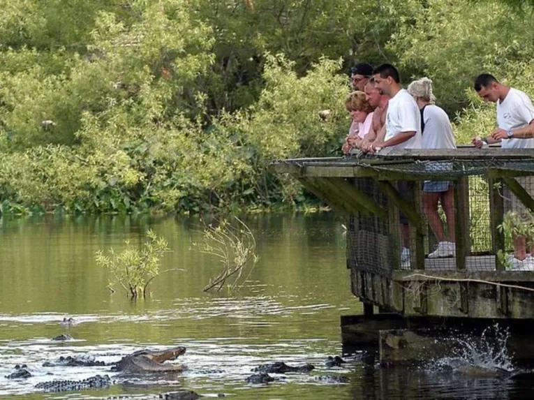 Guests looking into the breeding marsh at Gatorland Orlando 