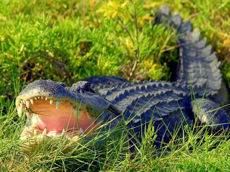 Alligator at Wild Florida Airboats in Orlando