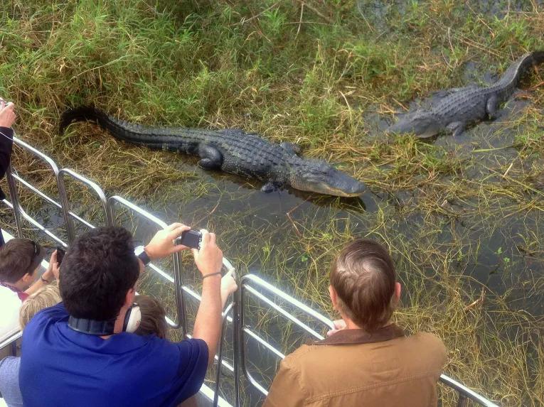 Alligator spotting at Wild Florida airboats in Orlando
