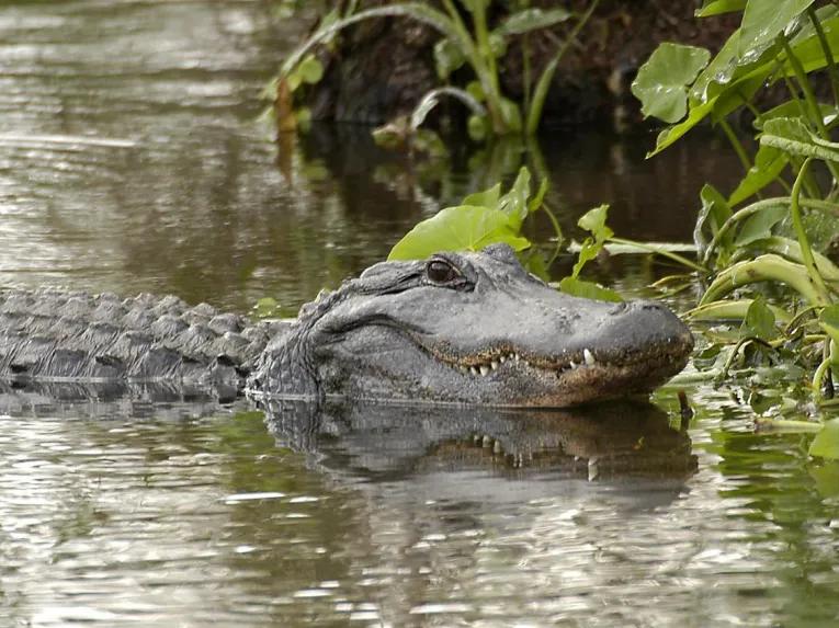 Gator in a swamp at Gatorland Orlando