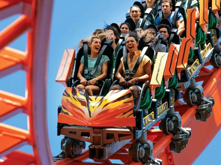 Tigris at Busch Gardens Tampa Bay