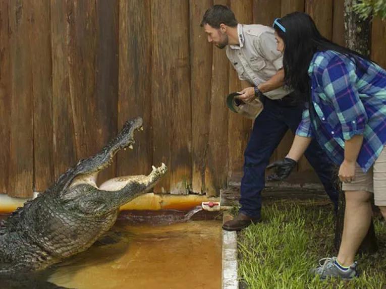Gator Feeding at Gatorland Orlando