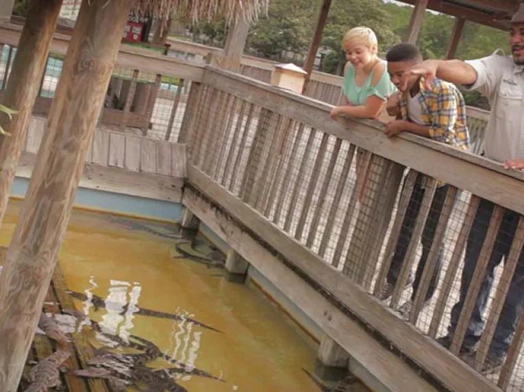 Gatorland Trainer for a day