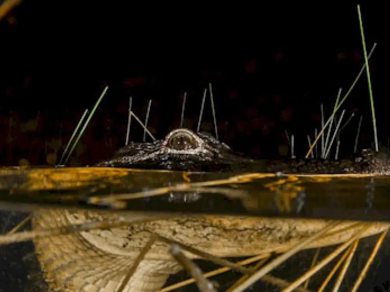 Gator spotted on Orlando Airboat Night Ride