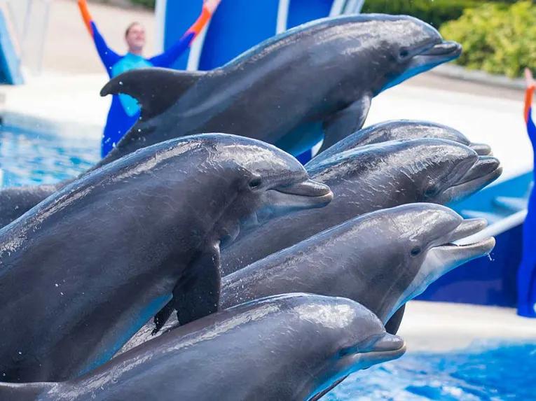 Dolphin Days Show at SeaWorld Orlando