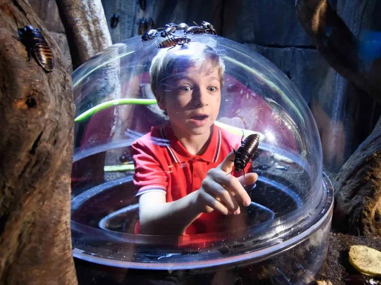 Rainforest creepy crawlies at SEA LIFE London Aquarium