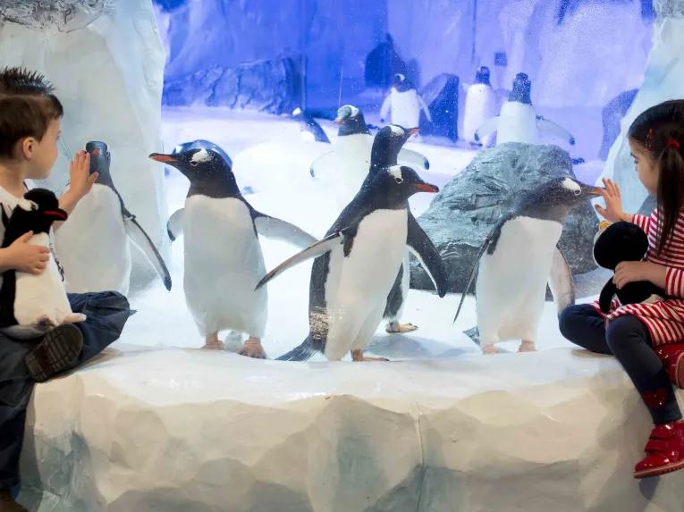 Boy and girl viewing penguins at SEA LIFE London Aquarium