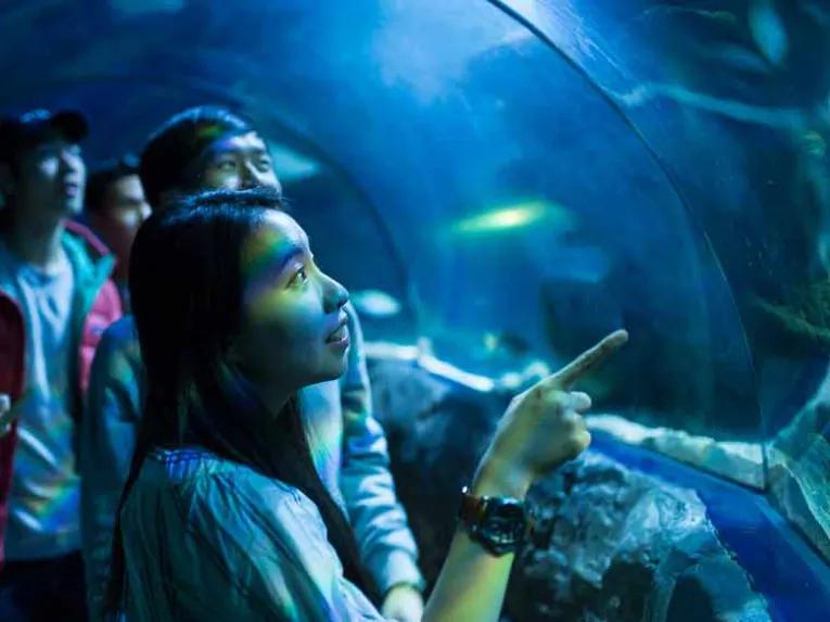 Guests in SEA LIFE London Aquarium's underwater tunnel