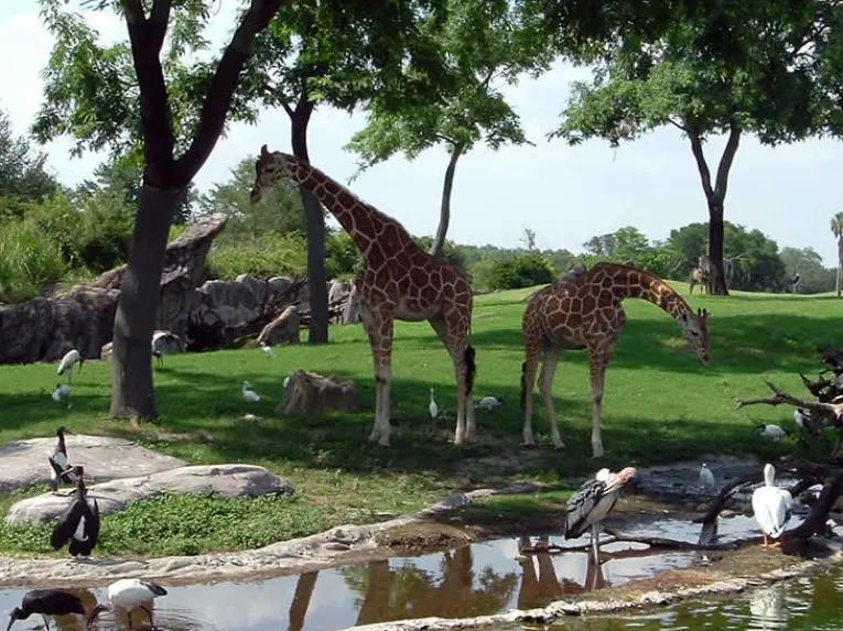 Serengeti Safari at Busch Gardens