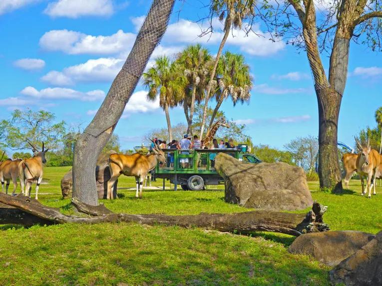 Serengeti Safari at Busch Gardens