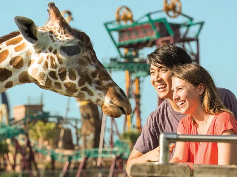 Serengeti Safari at Busch Gardens