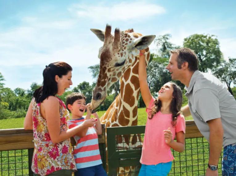 Serengeti Safari at Busch Gardens