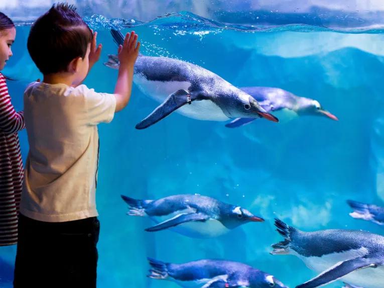 Boy and girl watching penguins at Sea Life London Aquarium.jpg